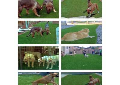 Landscapre Wwebsite Design PlushGrass Pets Page